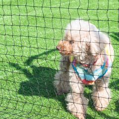 Item thumbnail for item 657c7128-472f-4606-839a-139d2114683e