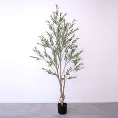 クッソニア スピカータ 7号 大型観葉植物 - メルカリ