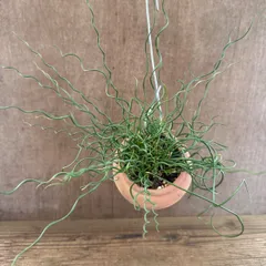【サンプル】ユンカス スパイラリス（ラセンイ）パルムポット Juncus effusus 'Spiralis' イグサ科 観葉植物 観葉 植物 珍奇植物 珍奇 珍しい レア 希少 インテリア プレゼント おしゃれ かわいい リビング おうち時間 グリーン