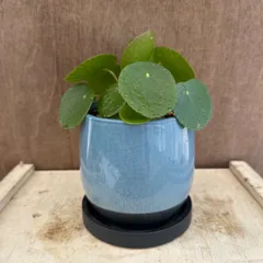 ピレア ペペロミオイデス 青色陶器鉢 現品 Pilea peperomioides イラクサ科 ピレア属 観葉植物 観葉 植物 インテリア おしゃれ かわいい プレゼント おすすめ