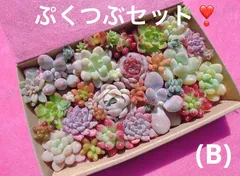 (Ｂ)クーポンあり❣️ ぷくぷくセット❣️寄せ植えセット　カット苗　ピンク多肉　多肉弁当　美人　エケベリア　セダム　パキフィツム　チーズ　韓国苗入り