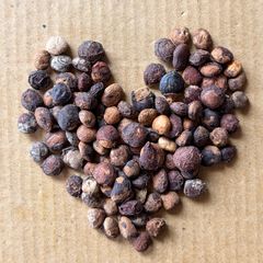 3月入荷 3粒 ボスウェリア・オクルタ Boswellia occulta 種子 - メルカリ