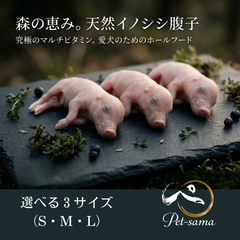 天然イノシシ腹子（Sサイズ）１匹