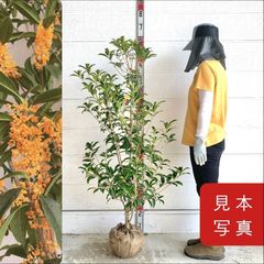 785〓希少Myrciaria glazioviana cabelluda XL - メルカリ