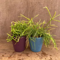 【リメイク鉢】リプサリス　2個セット 現品　ケレウスクラ　カスッサ　Rhipsalis Cereuscula　Rhipsalis cassutha  糸葦 イトアシ 森林サボテン ジャングルサボテン 観葉植物 観葉 植物 多肉植物 多肉 ハンギング グリーン
