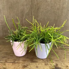 【リメイク鉢】リプサリス  2個セット プリスマティカ カスッサ Rhipsalis teres f. prismatica Rhipsalis cassutha  ピロカルパ 糸葦 イトアシ 森林サボテン ジャングルサボテン 観葉植物 観葉 多肉植物 多肉