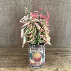 【リメイク缶】ペディランサス ① 現品 大銀竜 ダイギンリュウ Pedilanthus tithymaloides トウダイグサ科 ペディランサス属 大銀龍 ティティマロイデス ジグザグプランツ リボンカクタス 観葉植物 観葉 植物 インテリアのサムネイル