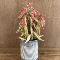 【リメイク缶】ペディランサス ② 現品 大銀竜 ダイギンリュウ Pedilanthus tithymaloides トウダイグサ科 ペディランサス属 大銀龍 ティティマロイデス ジグザグプランツ リボンカクタス 観葉植物 観葉 植物 インテリアのサムネイル