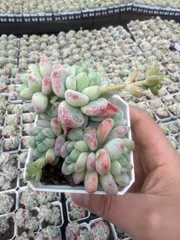 新入荷　24株の抜き苗セット　ラウル　多肉植物　佐川急便発送　エケベリア　セダム　韓国苗　Z3928