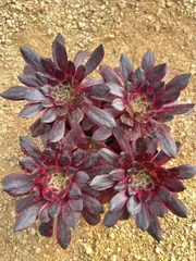 新入荷　32株の抜き苗セット　ビキ　多肉植物　佐川急便発送　エケベリア　セダム　韓国苗　Z4235