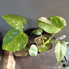 格安 モンステラ バルバソウ レガシー モンステラ・レガシー / Monstera deliciosa 'Legacy'⑦ | tokyoplants