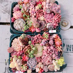 多肉植物 寄せ植えset×2♡F