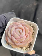 新入荷　24株の抜き苗セット　ゼリーサンゴ　多肉植物　佐川急便発送　エケベリア　セダム　韓国苗　Z4432