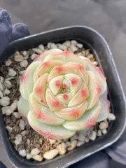 新入荷　24株の抜き苗セット　グリーンボダイ　多肉植物　佐川急便発送　エケベリア　セダム　韓国苗　Z4632