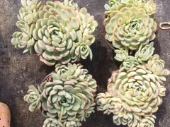 新入荷　18株の抜き苗セット　ストロベリーアイス　多肉植物　佐川急便発送　エケベリア　セダム　韓国苗　Z4649