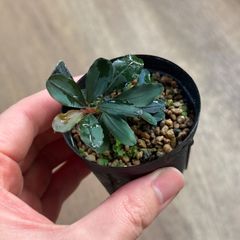ブセファランドラspクダガン 水上葉 3株セット⑤ - メルカリ