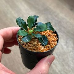 ブセファランドラspクダガン 水上葉 3株セット⑤ - メルカリ