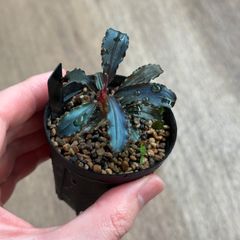 Bucephalandra sp. Dark Afrika - メルカリ