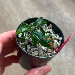 ⭐︎ブセファランドラ モトレィアーナ 濃い青の逸品 /パダワン - メルカリ