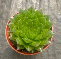 CY0106×10株 チェリークリスタル 土鉢付き 多肉植物 アエオニウム エケベリア サボテン 韓国苗