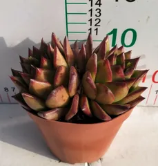 CY0055×10株 リップスティック 土鉢付き 多肉植物 アエオニウム エケベリア サボテン 韓国苗
