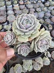 CY0175×10株 ルナレン 土鉢付き 多肉植物 アエオニウム エケベリア サボテン 韓国苗