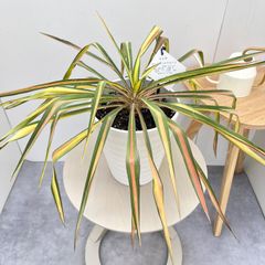 ユッカ　ゴールデンソード　8【現品】観葉植物　屋外　ドライガーデン　7号