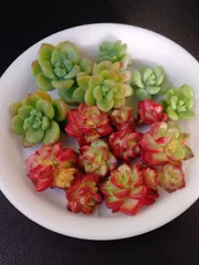 【マジックジャムゴールド　ペリドット】　カットセット　多肉植物