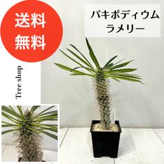 パキポディウム・タッキー種子5粒 5月3日採種 - メルカリ