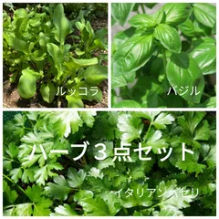 お得なハーブ♡３点セットの種
