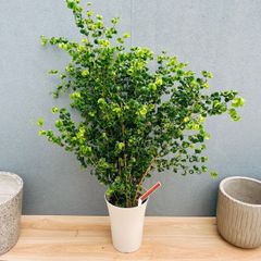 特大 Portulacaria afra variegata 鉢のまま発送 - メルカリ