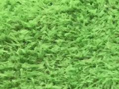 天然スナゴケ 無農薬 大容量 約40×30cm テラリウム 苔 10枚 - メルカリ