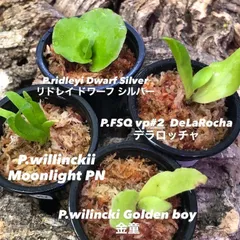 2026年最新】FSQ デラロッチャの人気アイテム - メルカリ