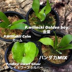 ビカクシダ リドレイ 細葉 リドレイドワーフシルバー シルベリー マダ