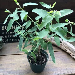 ポットごと　レモンユーカリ♡即完売♡アロマや虫除けに♡ガーデニング