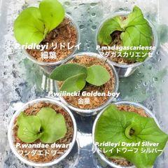 ビカクシダ ridleyi dwarf silver リドレイ ドワーフシルバー - メルカリ