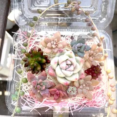 ★多肉植物カット苗詰め合わせ❷番★寄せ植えセット★エケベリア小苗★セダムカット苗★ネックレス付き★