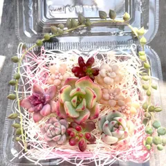 ★多肉植物カット苗詰め合わせ❸番★寄せ植えセット★エケベリア小苗★セダムカット苗★ネックレス付き★ルビーティント★