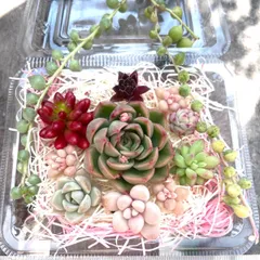 ★多肉植物カット苗詰め合わせ❺番★寄せ植えセット★エケベリア小苗★セダムカット苗★ネックレス付き★斑入りエンジェルティアーズ★