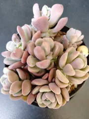 【チェリーボンボン】多肉植物