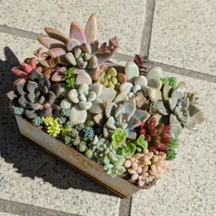 多肉植物　カット苗　春の寄せ植えセット　１０×７