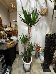 ほとんど流通してません。激レア品‼︎ テロペア・ブライドウッド