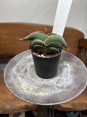 サンスベリアロリダ　美株　作家鉢　雷土raido 観葉植物　サンセベリア　ロリダ サンスベリアロリダ 美株 作家鉢 雷土raido 観葉植物 サンセベリア