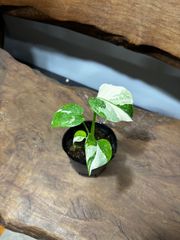 斑入り カンアオイ タマノカンアオイ千草錦(ちぐさにしき) - メルカリ