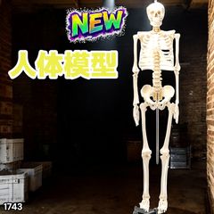 人体模型 アーサーくん アーサーが教える 体のふしぎ スタンド付き