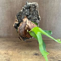 ビカクシダ ヒリー コウモリラン コルク② 観葉植物 - メルカリ