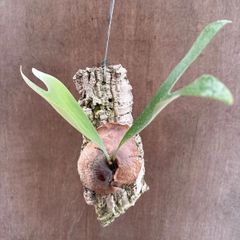 Lepanthes aculeata - メルカリ