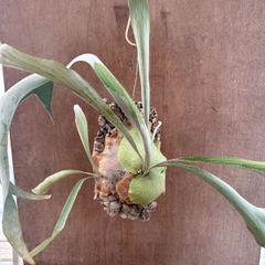 観葉植物 最終値下げ板付きコウモリランネザーランドとヴィーチーの