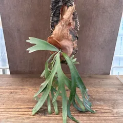 コウモリラン ウィリンキー  コルク付　現品　Platycerium willinckii　ビカクシダ 麋角羊歯 ナガバビカクシダ ウイリンキー  コウモリラン  観葉植物 観葉 植物 レア 希少 ハンギング シダ植物 着生シダ グリーン アートプランツ