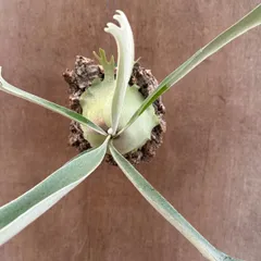 ★コウモリラン ベイチー ⑤ コルク付け 現品  Platycerium veitchii ビカクシダ 麋角羊歯 ビーチー ビッチー ヴィーチー 観葉植物 観葉 植物 珍奇植物 珍奇 珍しい ハンギング 吊り下げ 吊るす インテリア プレゼント おしゃれ